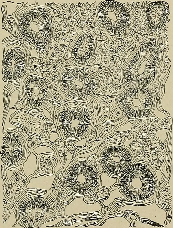 An illustration from Diseases of the stomach : a text-book for practitioners and students, 1906, leaf 133