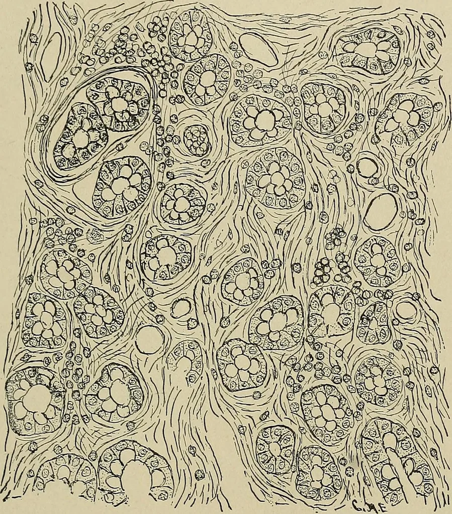 An illustration from Diseases of the stomach : a text-book for practitioners and students, 1906, leaf 137