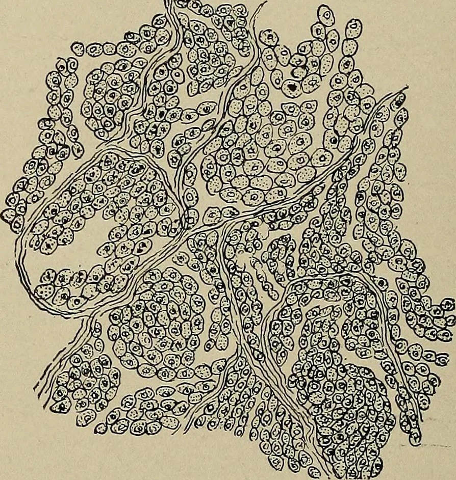 An illustration from Diseases of the stomach : a text-book for practitioners and students, 1906, leaf 138