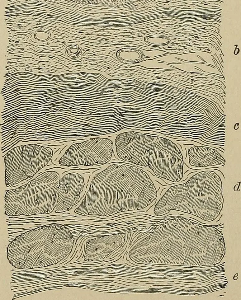 An illustration from Diseases of the stomach : a text-book for practitioners and students, 1906, leaf 30
