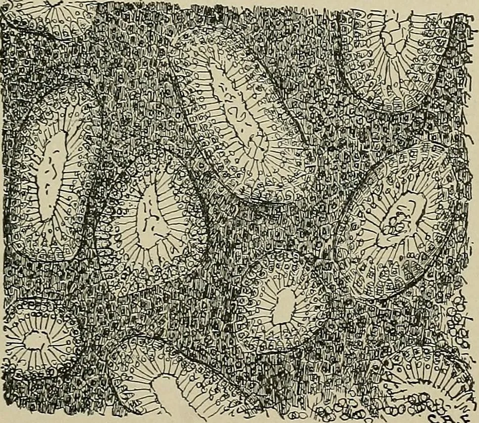 An illustration from Diseases of the stomach : a text-book for practitioners and students, 1906, leaf 311