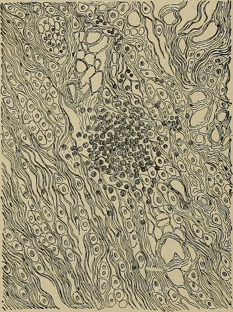 An illustration from Diseases of the stomach : a text-book for practitioners and students, 1906, leaf 328