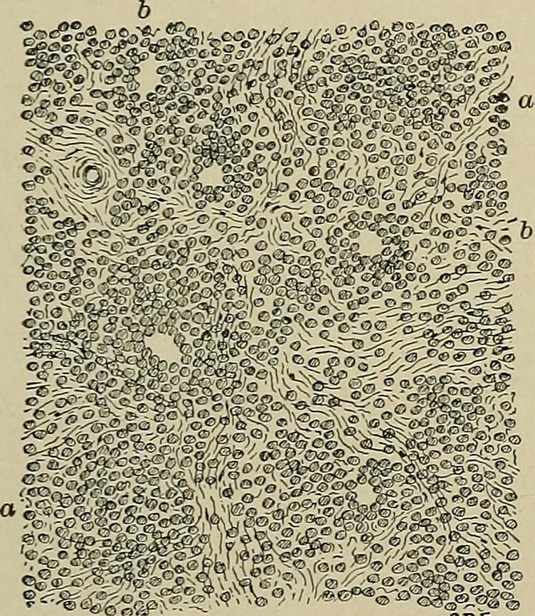 An illustration from Diseases of the stomach : a text-book for practitioners and students, 1906, leaf 405