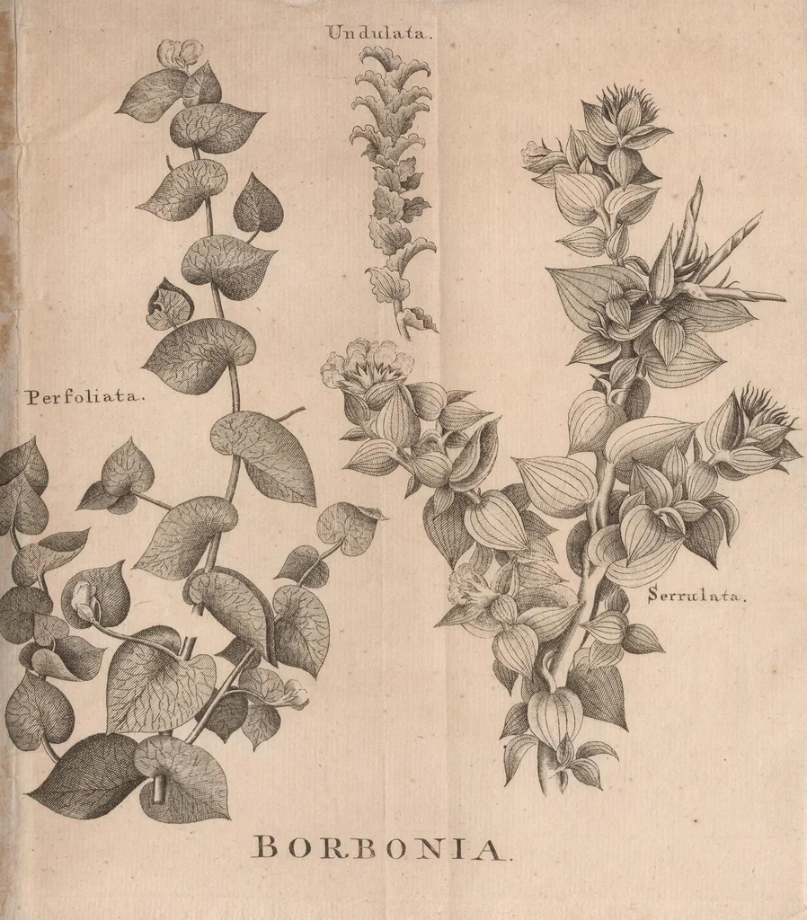 An illustration from Dissertatio botanica de Borbonia : quam venia exp. Fac. medicæ Upsal. præside Carol. Pet. Thunberg, 1811, leaf 15