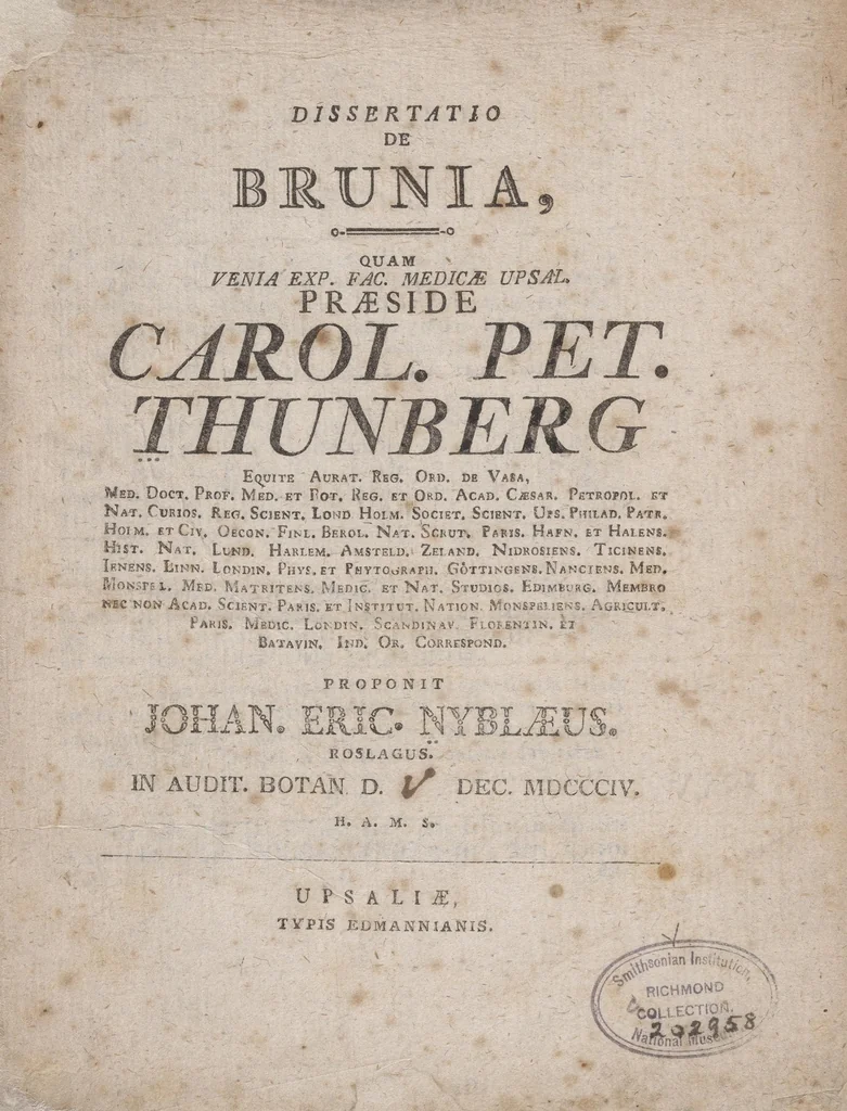 An illustration from Dissertatio de brunia : quam venia exp. fac. medicæ. Upsal. præside Carol. Pet. Thunberg ... proponit Johan. Eric. Nyblæus, Roslagus. in audit. botan. d. [V] Dec. MDCCXCIV, 1804, leaf 5