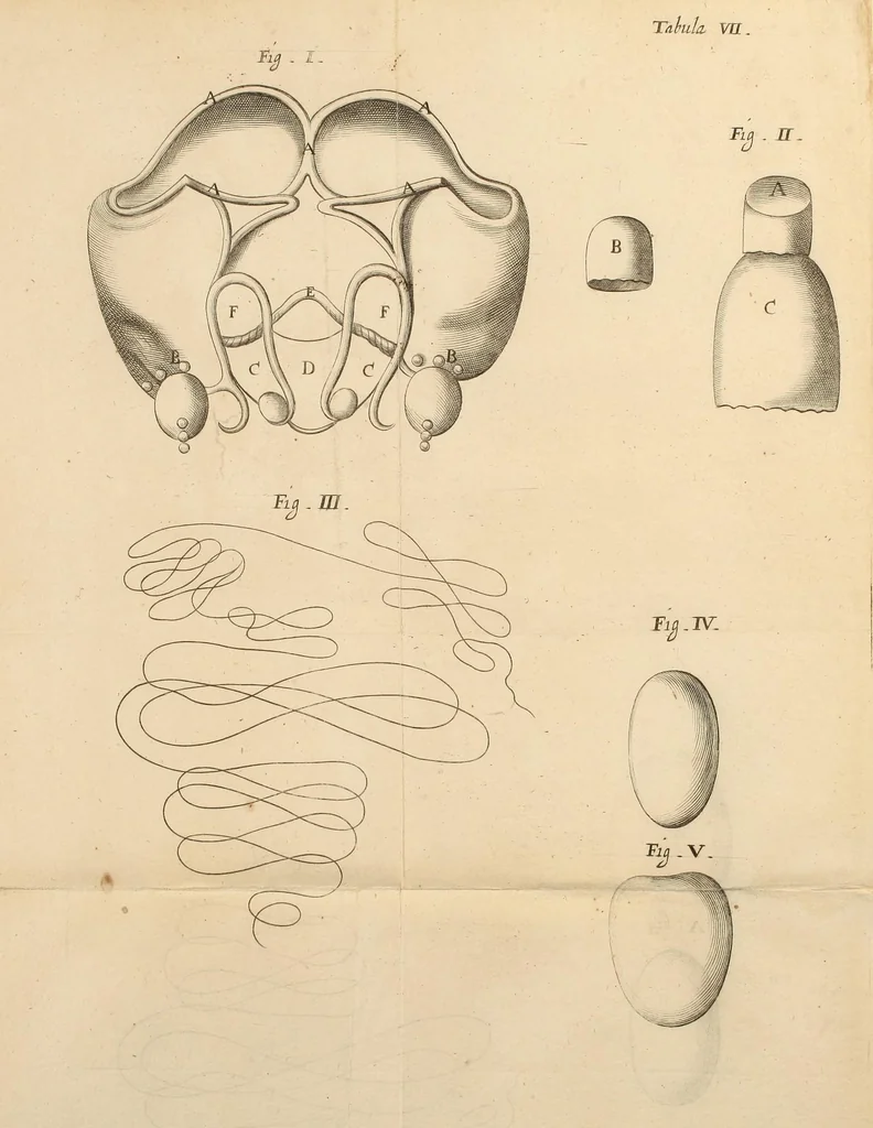 An illustration from Dissertatio epistolica de bombyce .., 1669, leaf 141