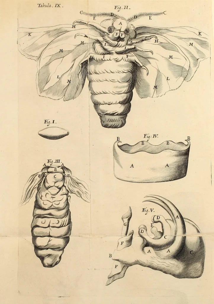 An illustration from Dissertatio epistolica de bombyce .., 1669, leaf 149