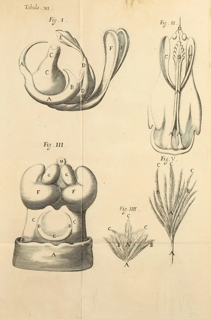 An illustration from Dissertatio epistolica de bombyce .., 1669, leaf 157