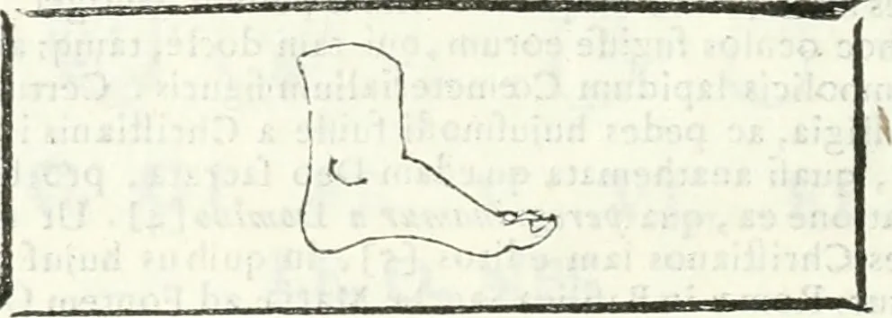 An illustration from Dissertatio et animadversiones ad nuper inventum Severae martyris epitaphium, 1734, leaf 95