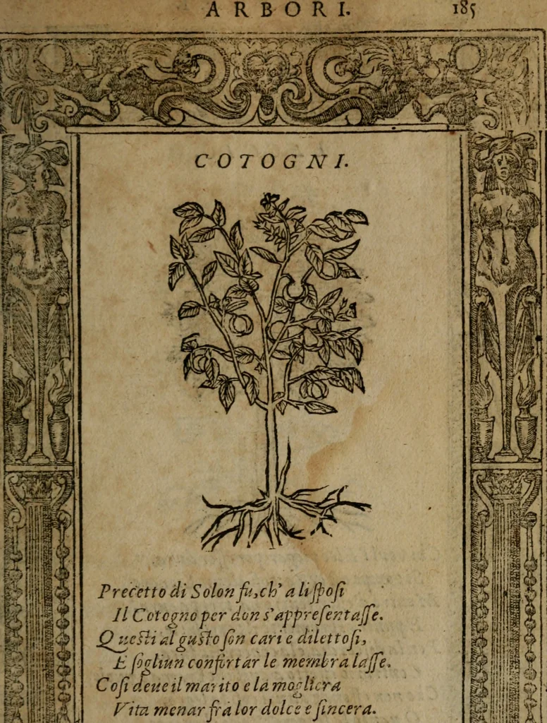 An illustration from Diverse imprese accommodate a diuerse moralità, con versi che i loro significati dichiarano insieme con molte altre nella lingua italiana non piu tradotte, 1564, leaf 188