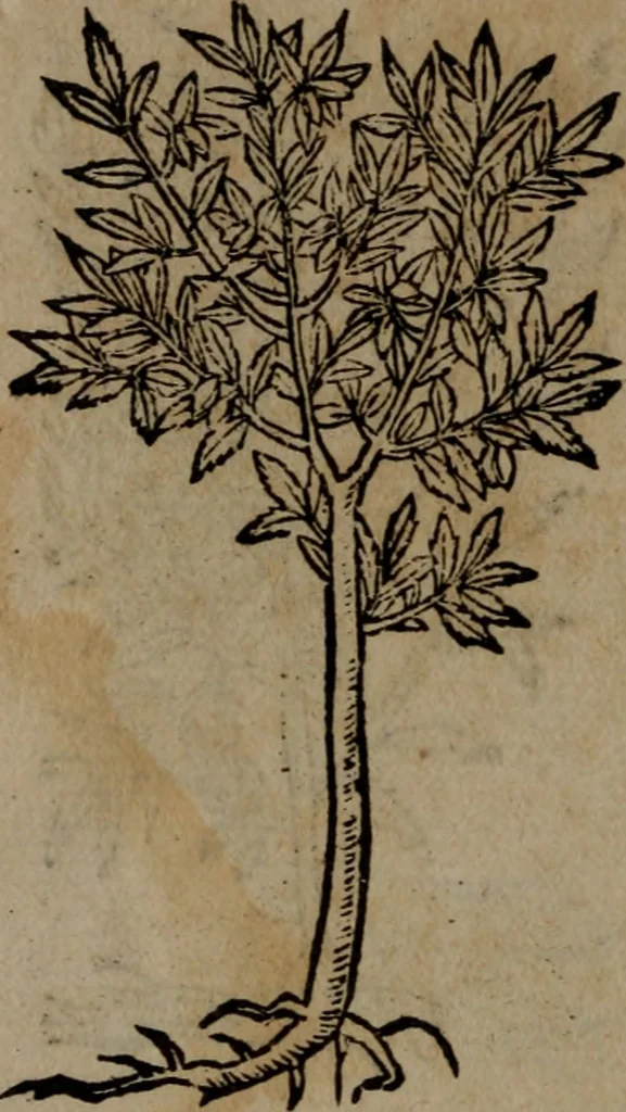 An illustration from Diverse imprese accommodate a diuerse moralità, con versi che i loro significati dichiarano insieme con molte altre nella lingua italiana non piu tradotte, 1564, leaf 193