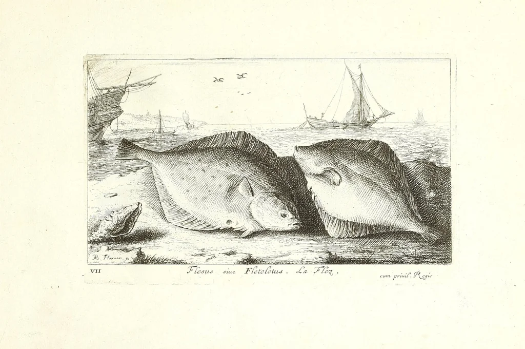 An illustration from Diuerses especes de poissons de mer, 1664, leaf 17