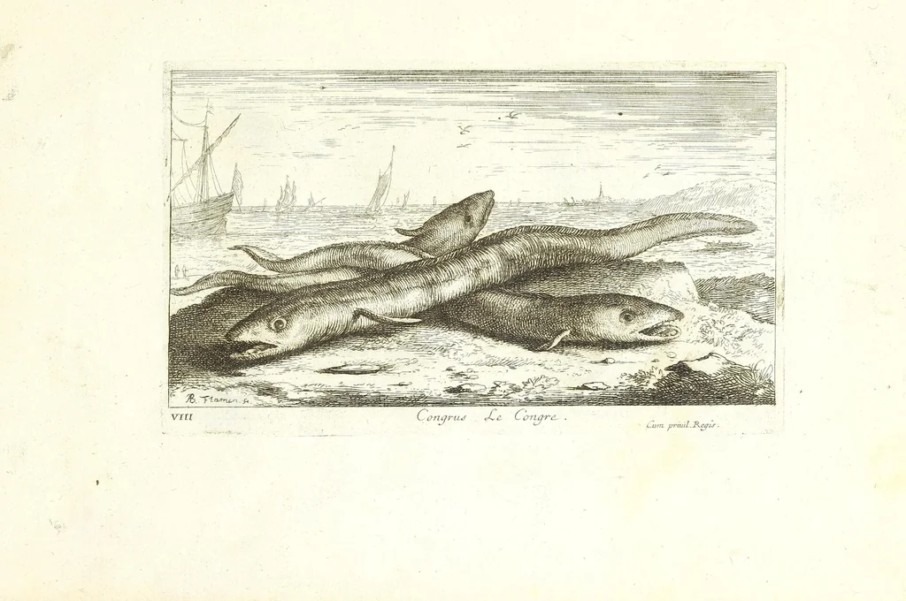 An illustration from Diuerses especes de poissons de mer, 1664, leaf 19