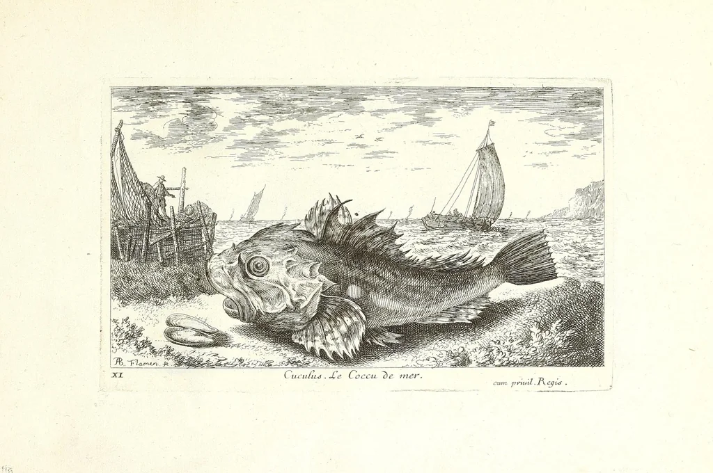 An illustration from Diuerses especes de poissons de mer, 1664, leaf 25