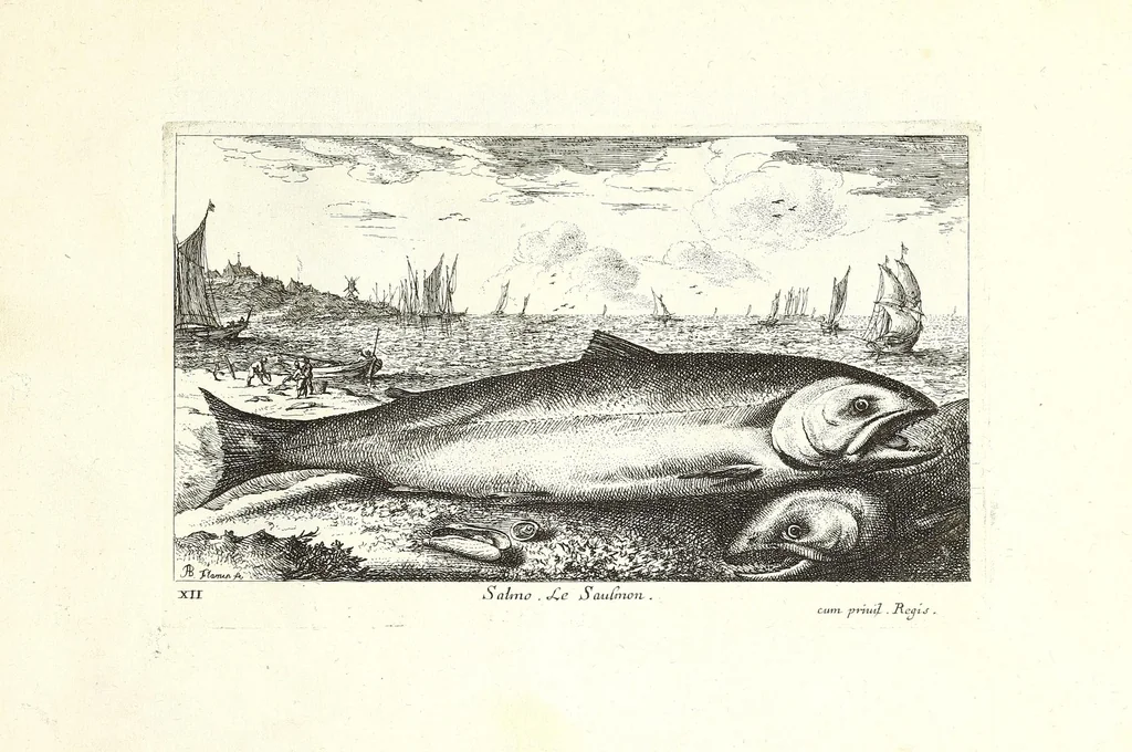 An illustration from Diuerses especes de poissons de mer, 1664, leaf 27