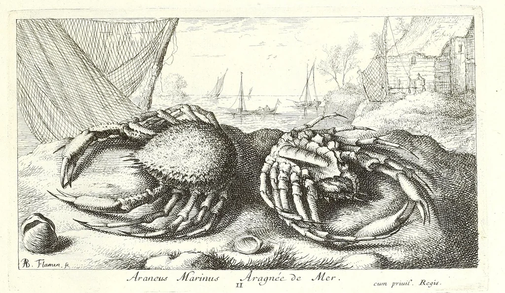 An illustration from Diuerses especes de poissons de mer, 1664, leaf 31