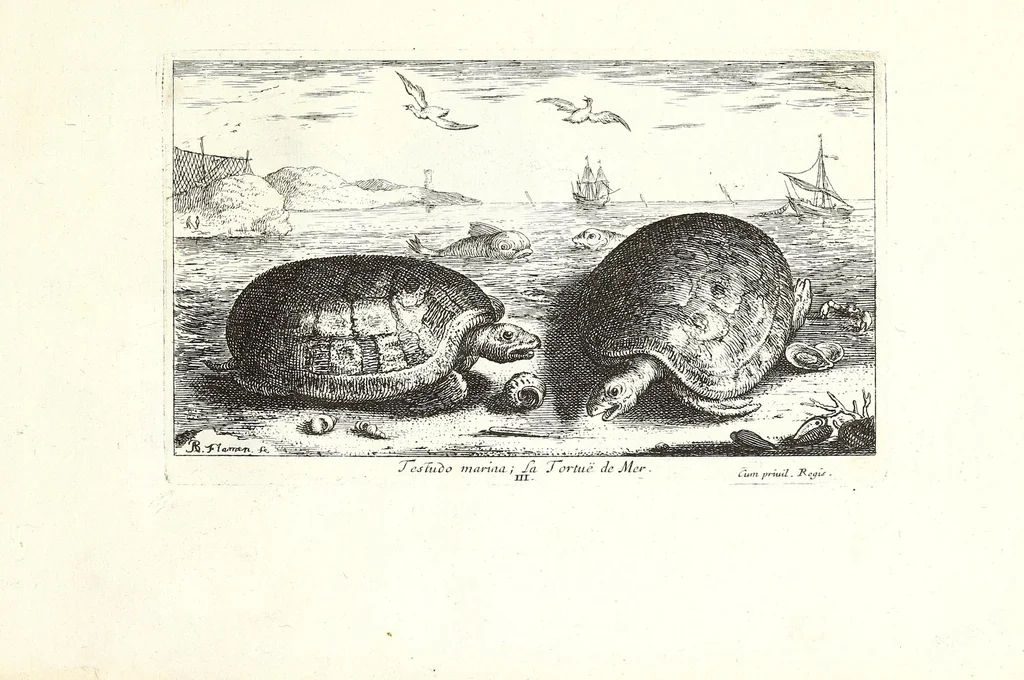 An illustration from Diuerses especes de poissons de mer, 1664, leaf 33