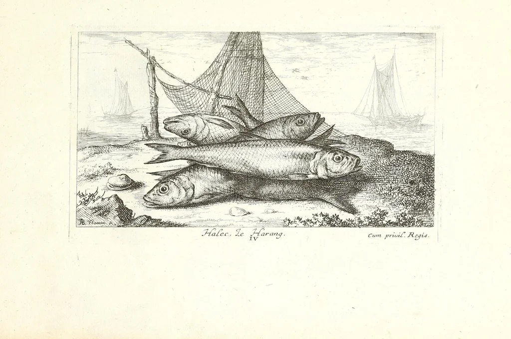 An illustration from Diuerses especes de poissons de mer, 1664, leaf 35