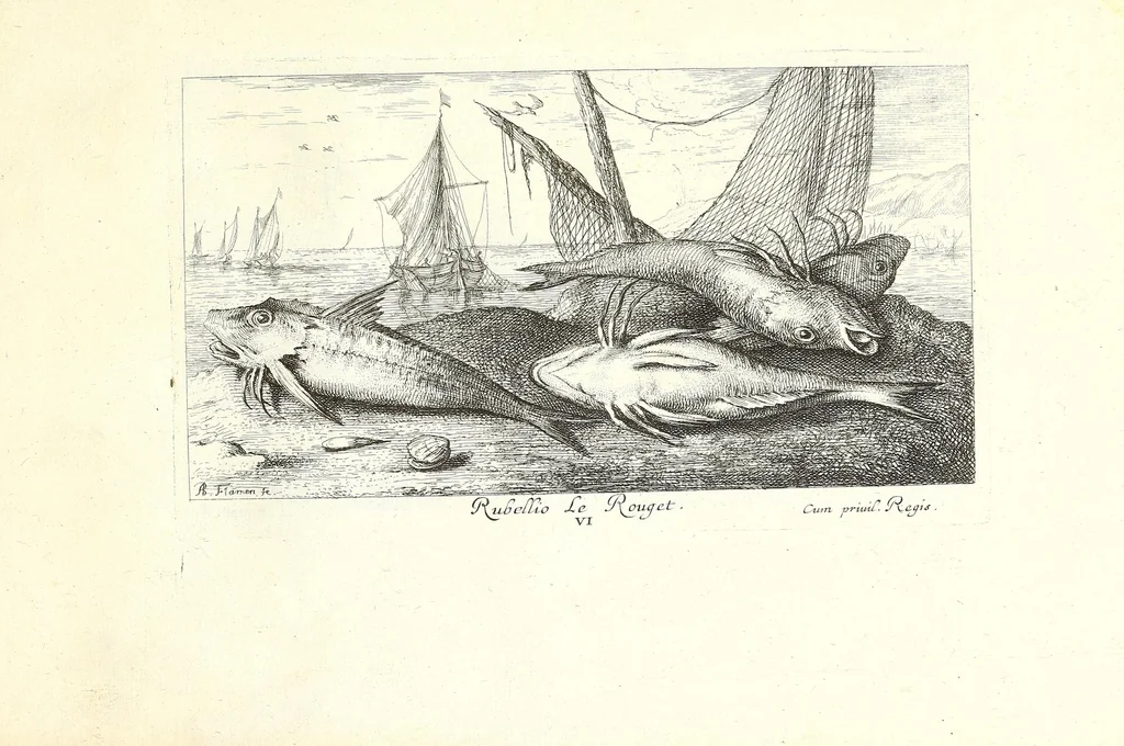 An illustration from Diuerses especes de poissons de mer, 1664, leaf 39