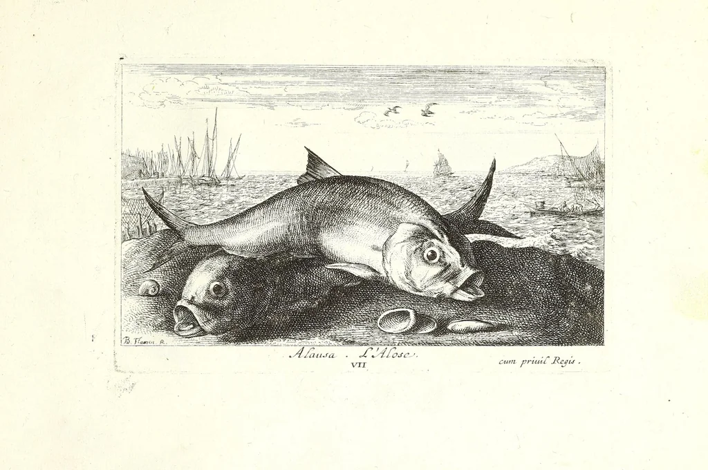 An illustration from Diuerses especes de poissons de mer, 1664, leaf 41