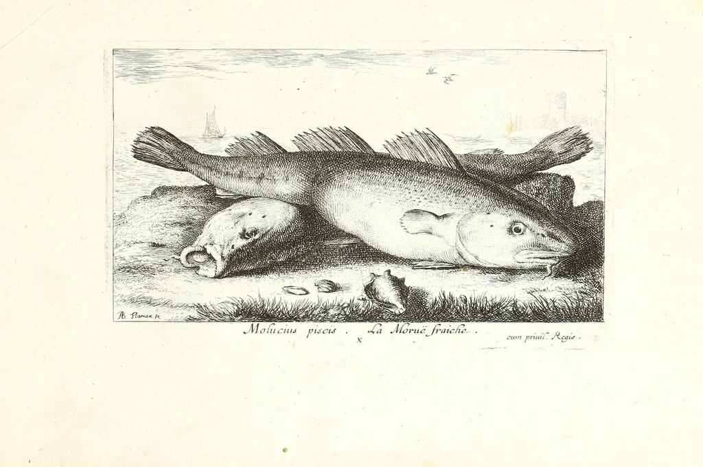 An illustration from Diuerses especes de poissons de mer, 1664, leaf 47