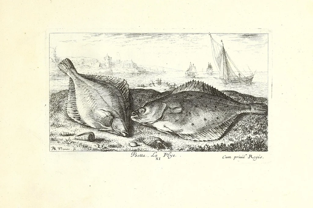 An illustration from Diuerses especes de poissons de mer, 1664, leaf 49