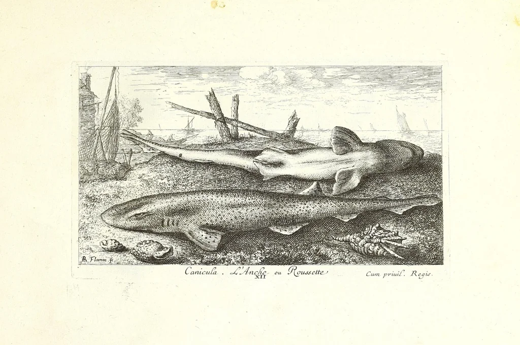 An illustration from Diuerses especes de poissons de mer, 1664, leaf 51