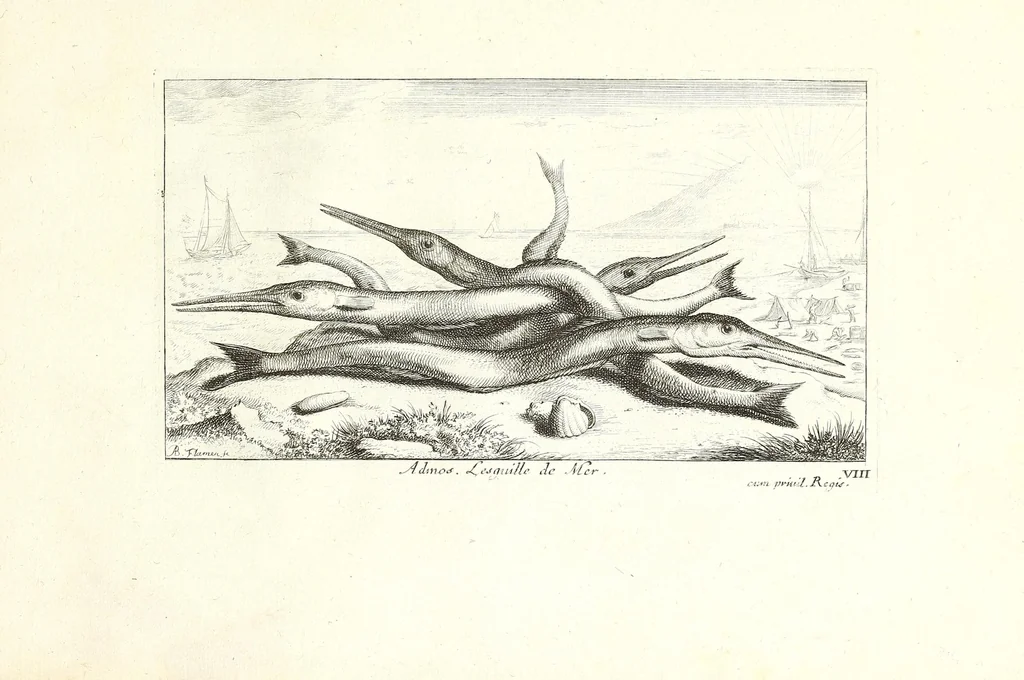 An illustration from Diuerses especes de poissons de mer, 1664, leaf 67