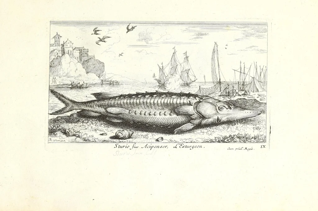 An illustration from Diuerses especes de poissons de mer, 1664, leaf 69
