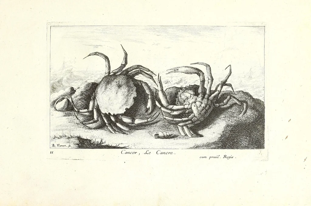 An illustration from Diuerses especes de poissons de mer, 1664, leaf 7