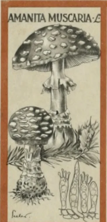 An illustration from Manuale di varj ornamenti tratti dalle fabbriche, e frammenti antichi : per uso, e commodo de' pittori, scultori, architetti, scarpellini, stuccatori, intagliatori di pietre, e legni, argentieri, giojellieri, ricamatori, ebanisti & c., 1781, leaf 1