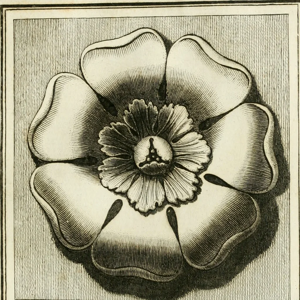 An illustration from Manuale di varj ornamenti tratti dalle fabbriche, e frammenti antichi : per uso, e commodo de' pittori, scultori, architetti, scarpellini, stuccatori, intagliatori di pietre, e legni, argentieri, giojellieri, ricamatori, ebanisti & c., 1781, leaf 28