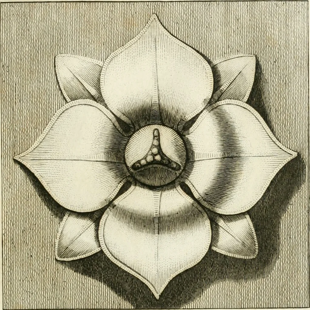 An illustration from Manuale di varj ornamenti tratti dalle fabbriche, e frammenti antichi : per uso, e commodo de' pittori, scultori, architetti, scarpellini, stuccatori, intagliatori di pietre, e legni, argentieri, giojellieri, ricamatori, ebanisti & c., 1781, leaf 42