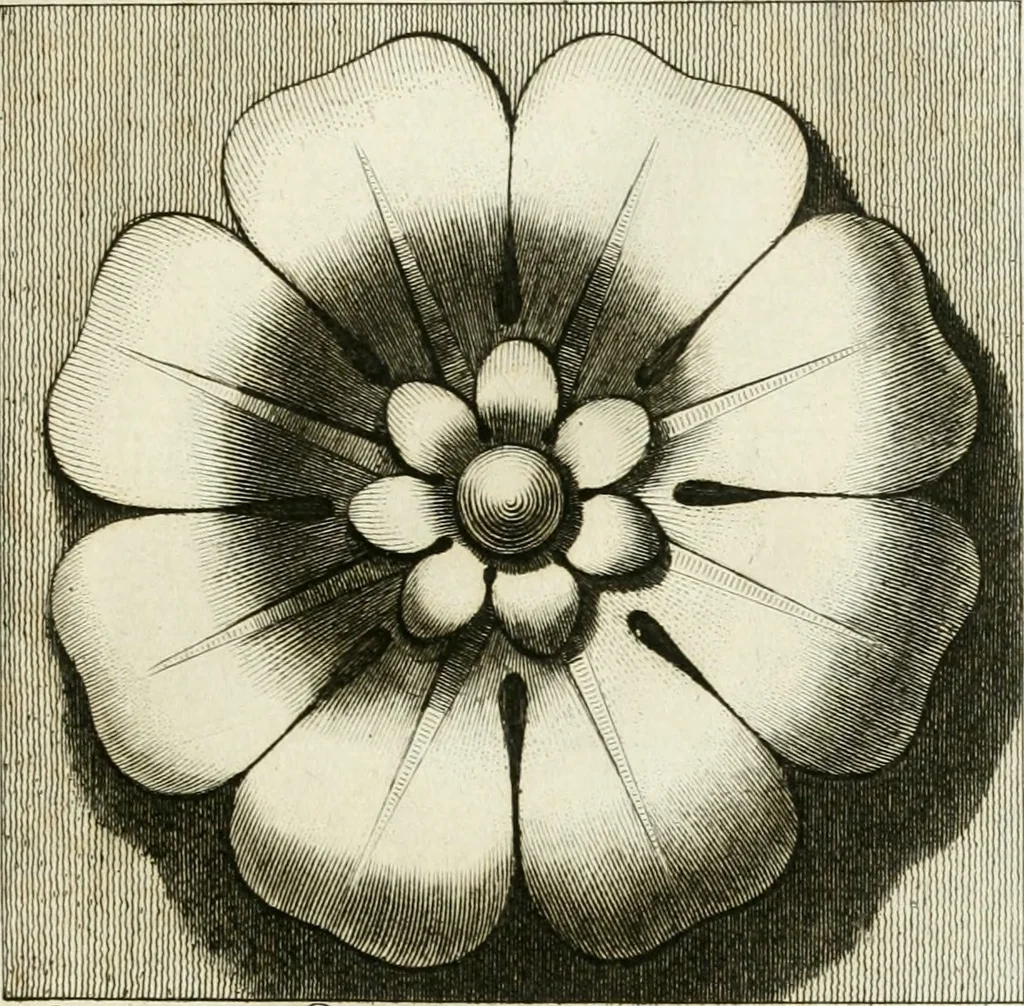 An illustration from Manuale di varj ornamenti tratti dalle fabbriche, e frammenti antichi : per uso, e commodo de' pittori, scultori, architetti, scarpellini, stuccatori, intagliatori di pietre, e legni, argentieri, giojellieri, ricamatori, ebanisti & c., 1781, leaf 44