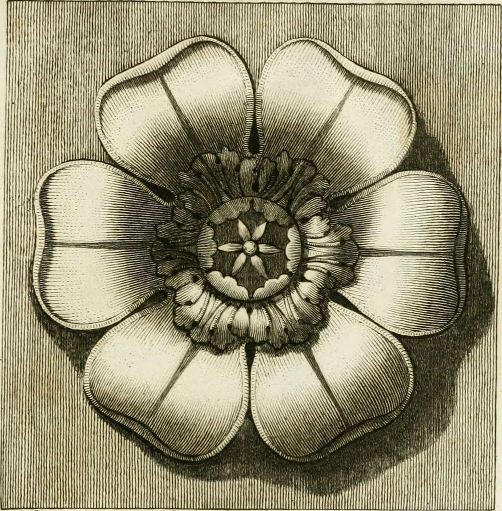An illustration from Manuale di varj ornamenti tratti dalle fabbriche, e frammenti antichi : per uso, e commodo de' pittori, scultori, architetti, scarpellini, stuccatori, intagliatori di pietre, e legni, argentieri, giojellieri, ricamatori, ebanisti & c., 1781, leaf 68