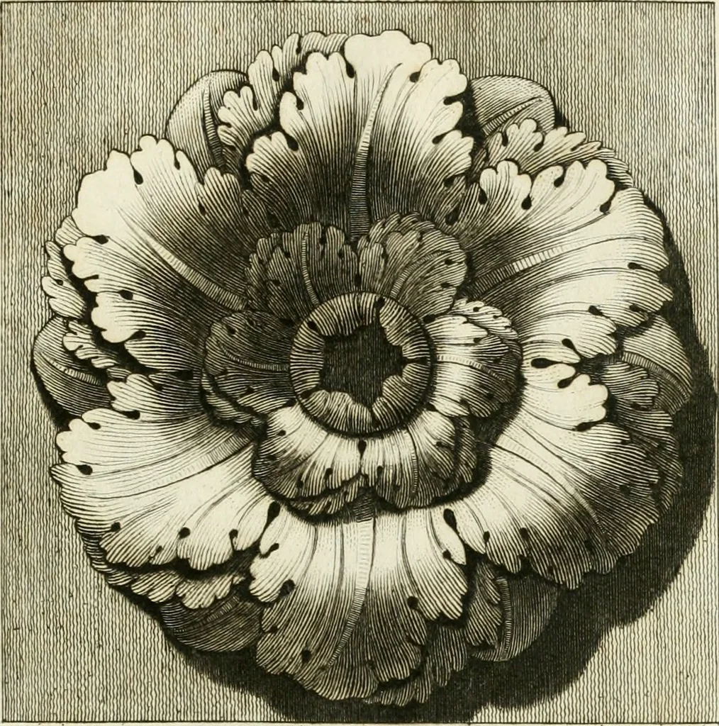 An illustration from Manuale di varj ornamenti tratti dalle fabbriche, e frammenti antichi : per uso, e commodo de' pittori, scultori, architetti, scarpellini, stuccatori, intagliatori di pietre, e legni, argentieri, giojellieri, ricamatori, ebanisti & c., 1781, leaf 72