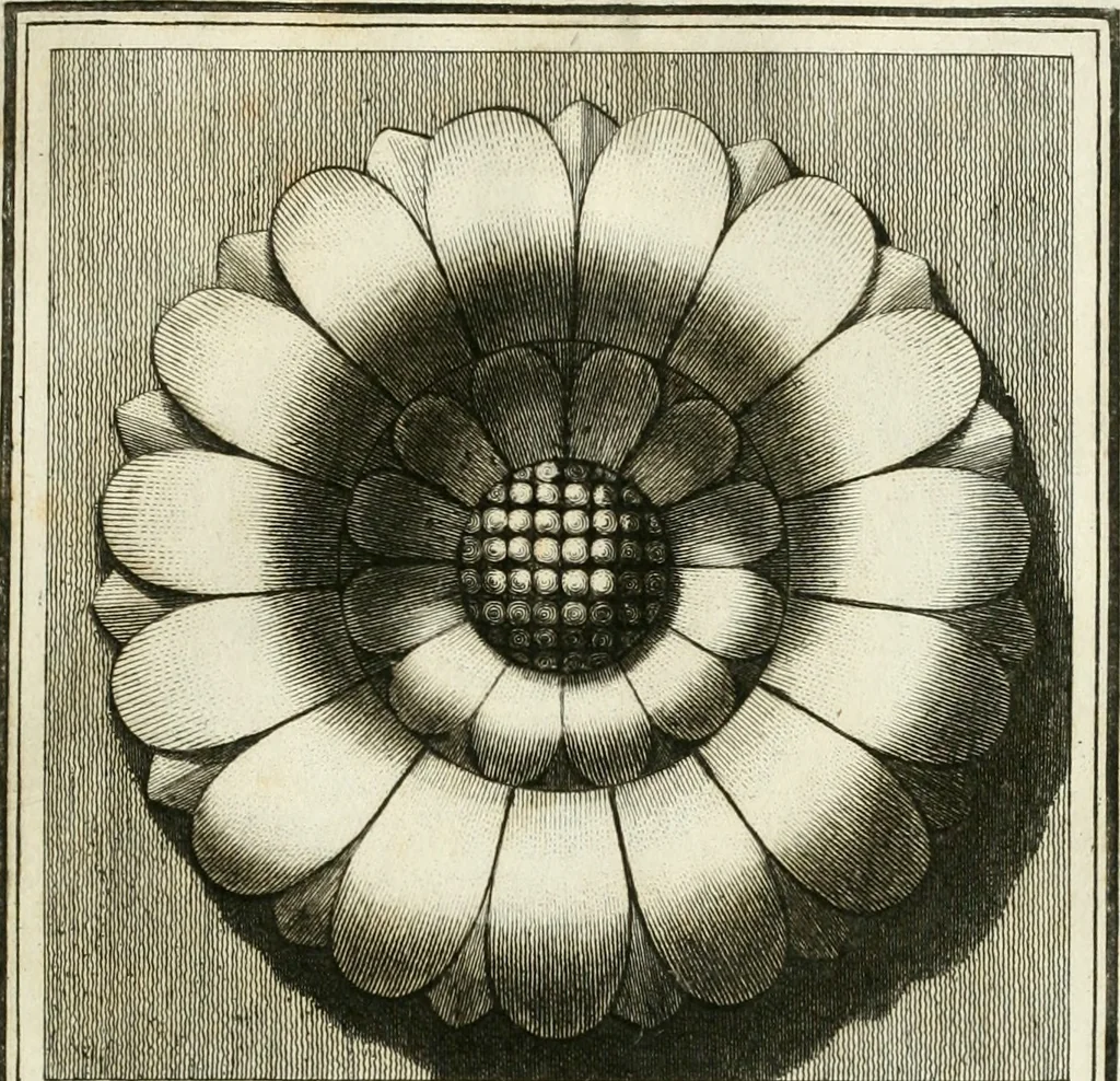 An illustration from Manuale di varj ornamenti tratti dalle fabbriche, e frammenti antichi : per uso, e commodo de' pittori, scultori, architetti, scarpellini, stuccatori, intagliatori di pietre, e legni, argentieri, giojellieri, ricamatori, ebanisti & c., 1781, leaf 82