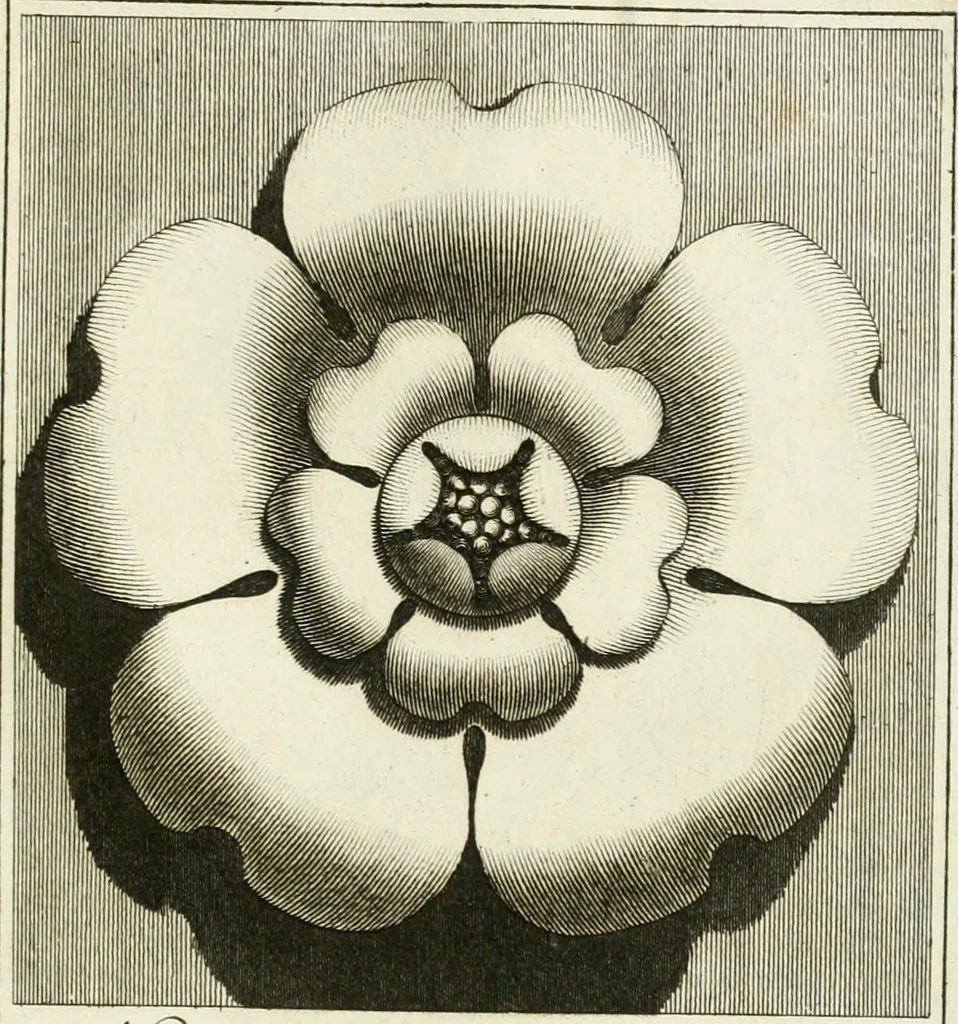 An illustration from Manuale di varj ornamenti tratti dalle fabbriche, e frammenti antichi : per uso, e commodo de' pittori, scultori, architetti, scarpellini, stuccatori, intagliatori di pietre, e legni, argentieri, giojellieri, ricamatori, ebanisti & c., 1781, leaf 26