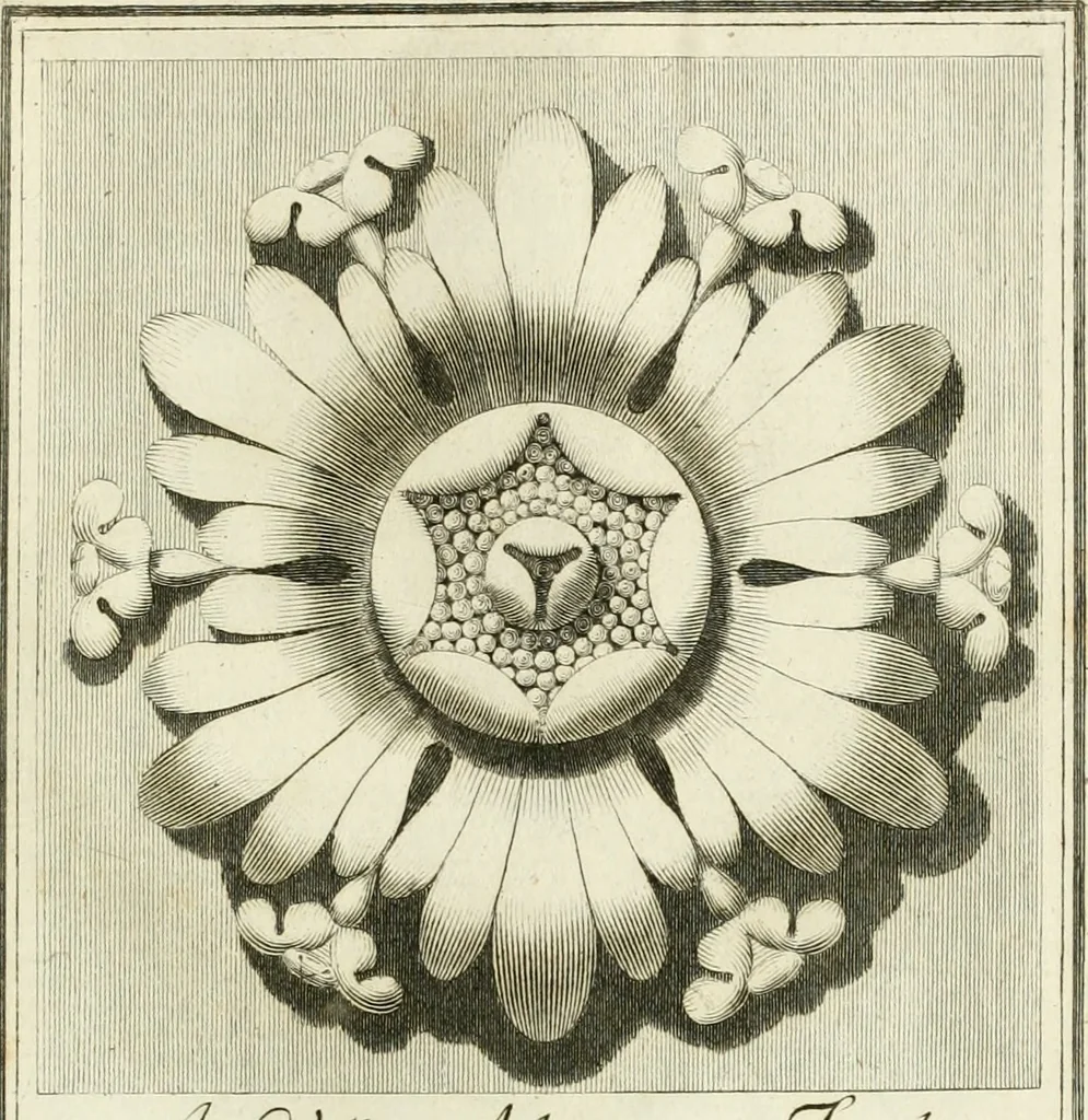 An illustration from Manuale di varj ornamenti tratti dalle fabbriche, e frammenti antichi : per uso, e commodo de' pittori, scultori, architetti, scarpellini, stuccatori, intagliatori di pietre, e legni, argentieri, giojellieri, ricamatori, ebanisti & c., 1781, leaf 30