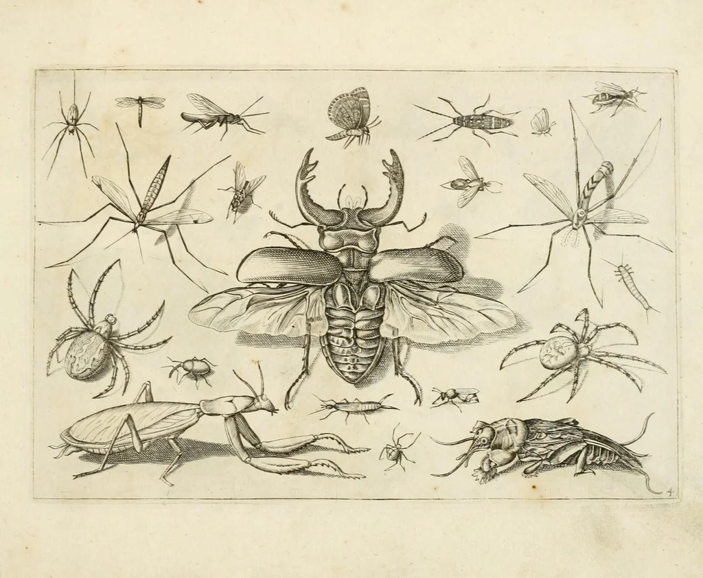 An illustration from Diversæ insectarum volatilium : icones ad vivum accuratissmè depictæ per celeberrimum pictorem, 1630, leaf 11