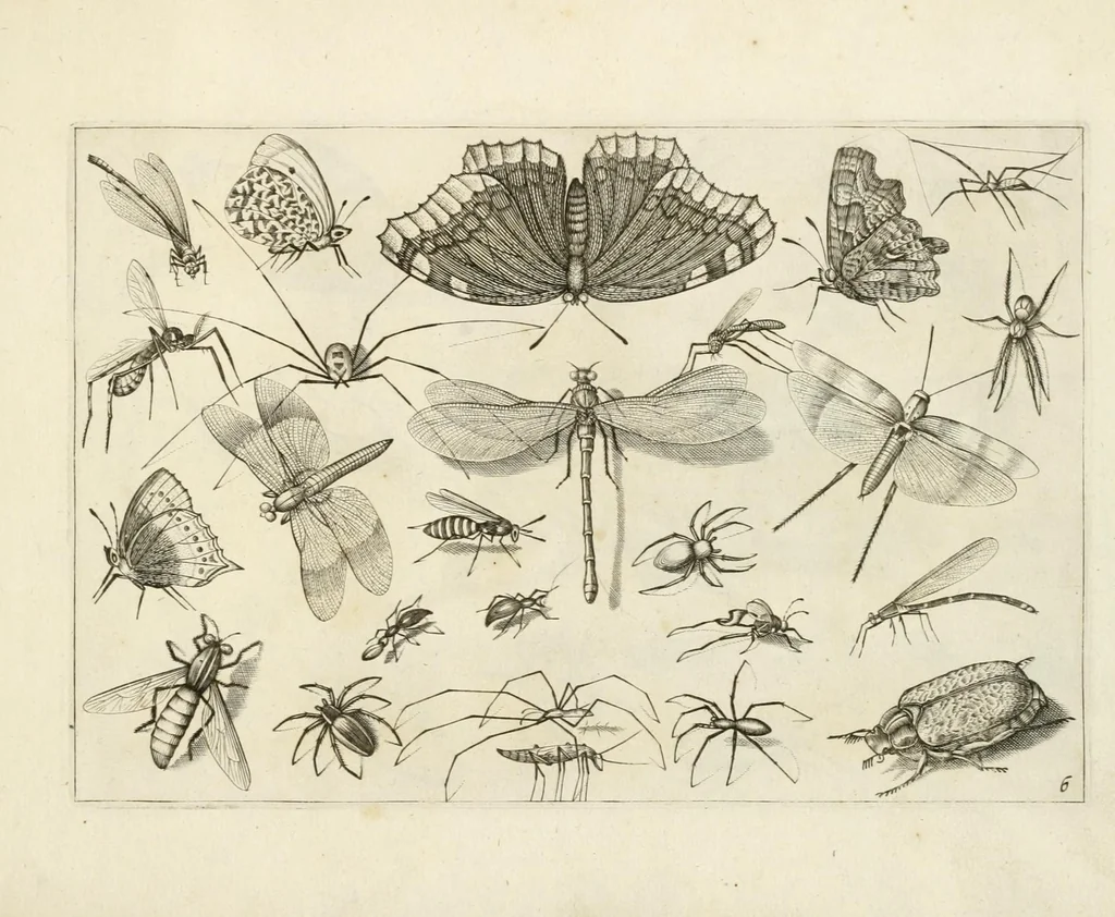 An illustration from Diversæ insectarum volatilium : icones ad vivum accuratissmè depictæ per celeberrimum pictorem, 1630, leaf 15