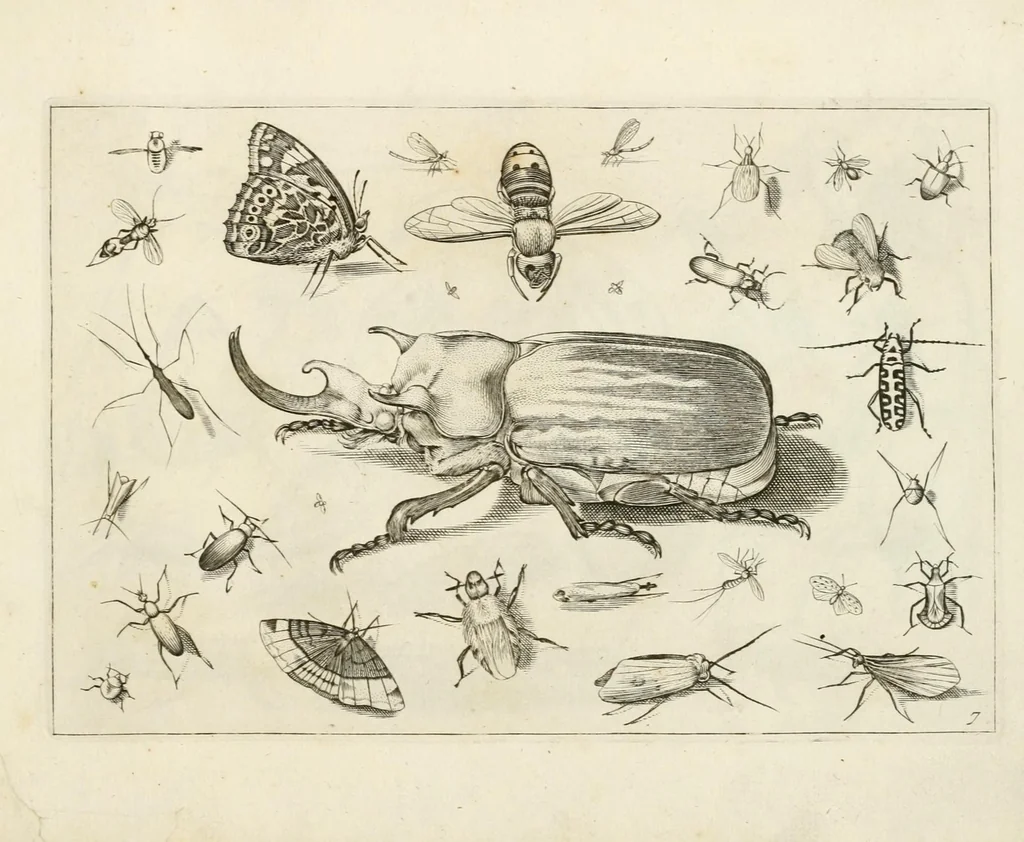 An illustration from Diversæ insectarum volatilium : icones ad vivum accuratissmè depictæ per celeberrimum pictorem, 1630, leaf 17