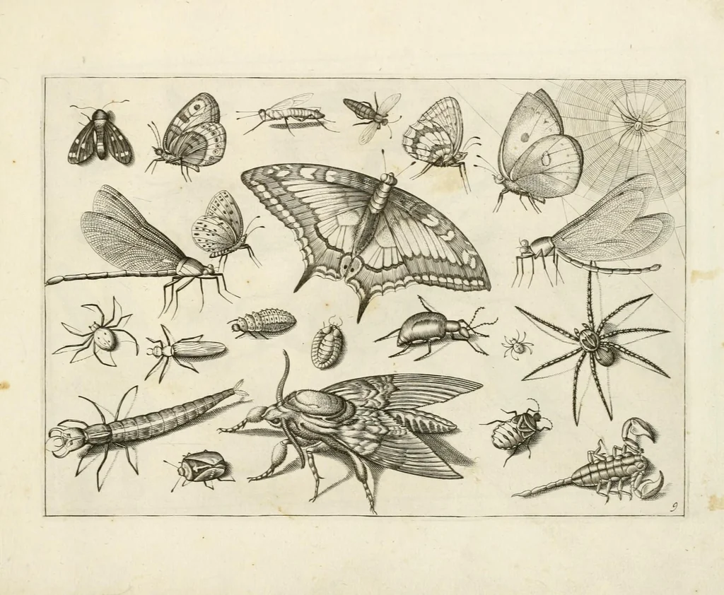 An illustration from Diversæ insectarum volatilium : icones ad vivum accuratissmè depictæ per celeberrimum pictorem, 1630, leaf 21