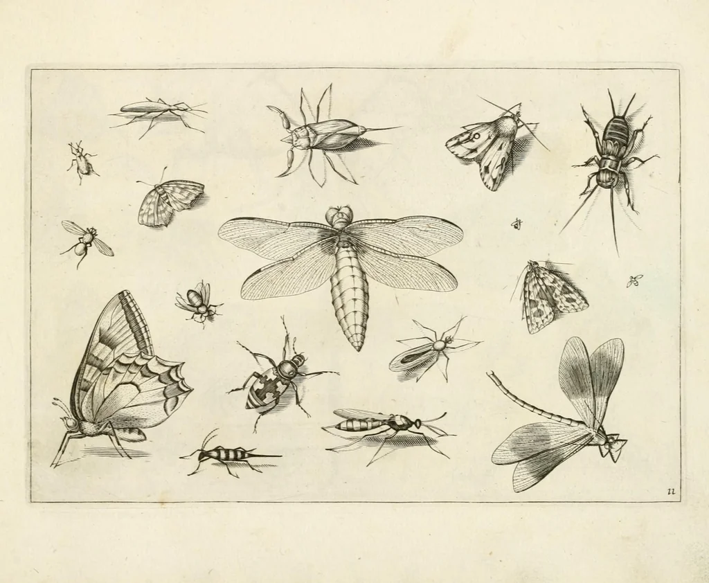 An illustration from Diversæ insectarum volatilium : icones ad vivum accuratissmè depictæ per celeberrimum pictorem, 1630, leaf 25