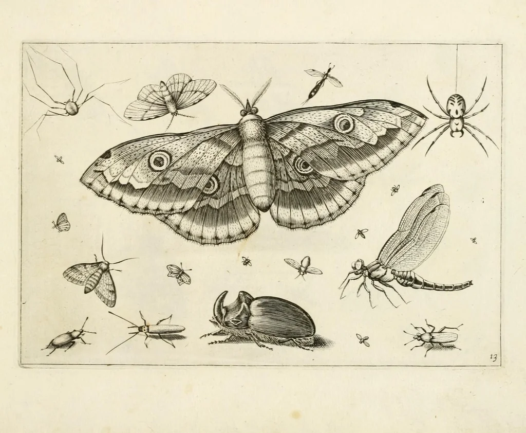 An illustration from Diversæ insectarum volatilium : icones ad vivum accuratissmè depictæ per celeberrimum pictorem, 1630, leaf 29