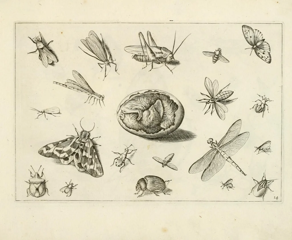 An illustration from Diversæ insectarum volatilium : icones ad vivum accuratissmè depictæ per celeberrimum pictorem, 1630, leaf 31
