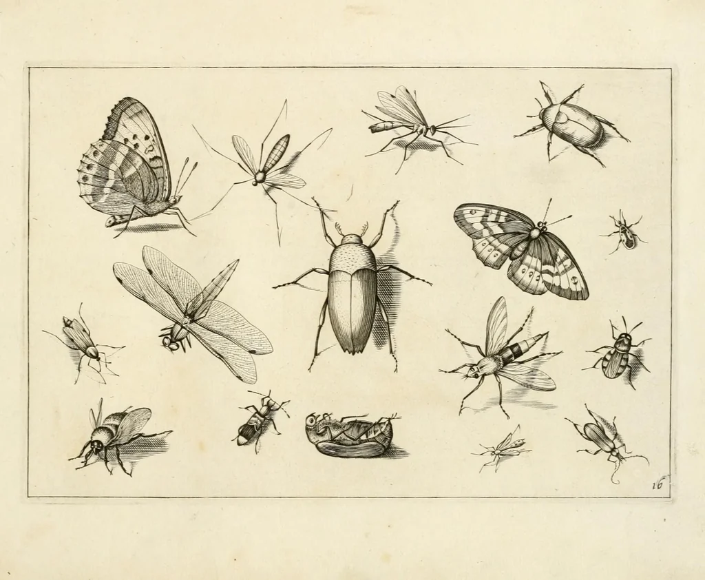 An illustration from Diversæ insectarum volatilium : icones ad vivum accuratissmè depictæ per celeberrimum pictorem, 1630, leaf 35