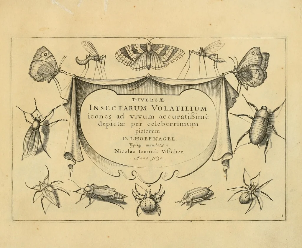 An illustration from Diversæ insectarum volatilium : icones ad vivum accuratissmè depictæ per celeberrimum pictorem, 1630, leaf 5