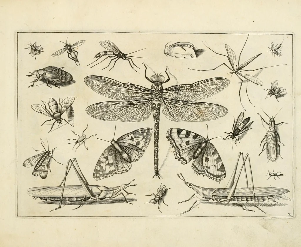 An illustration from Diversæ insectarum volatilium : icones ad vivum accuratissmè depictæ per celeberrimum pictorem, 1630, leaf 7