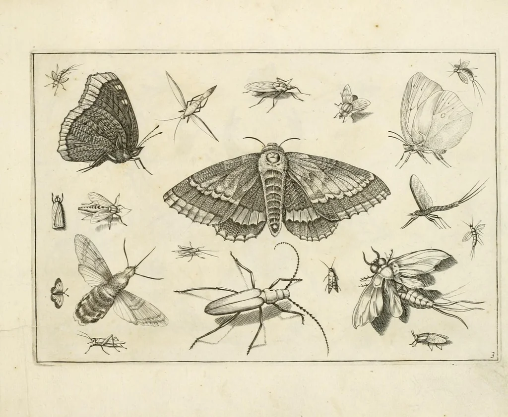 An illustration from Diversæ insectarum volatilium : icones ad vivum accuratissmè depictæ per celeberrimum pictorem, 1630, leaf 9